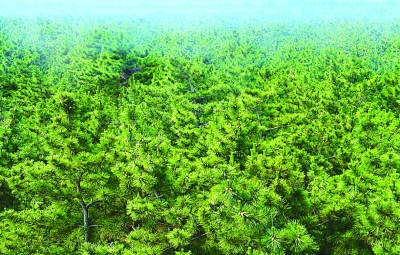 愿大地遍植綠色——萬松浦自然之思